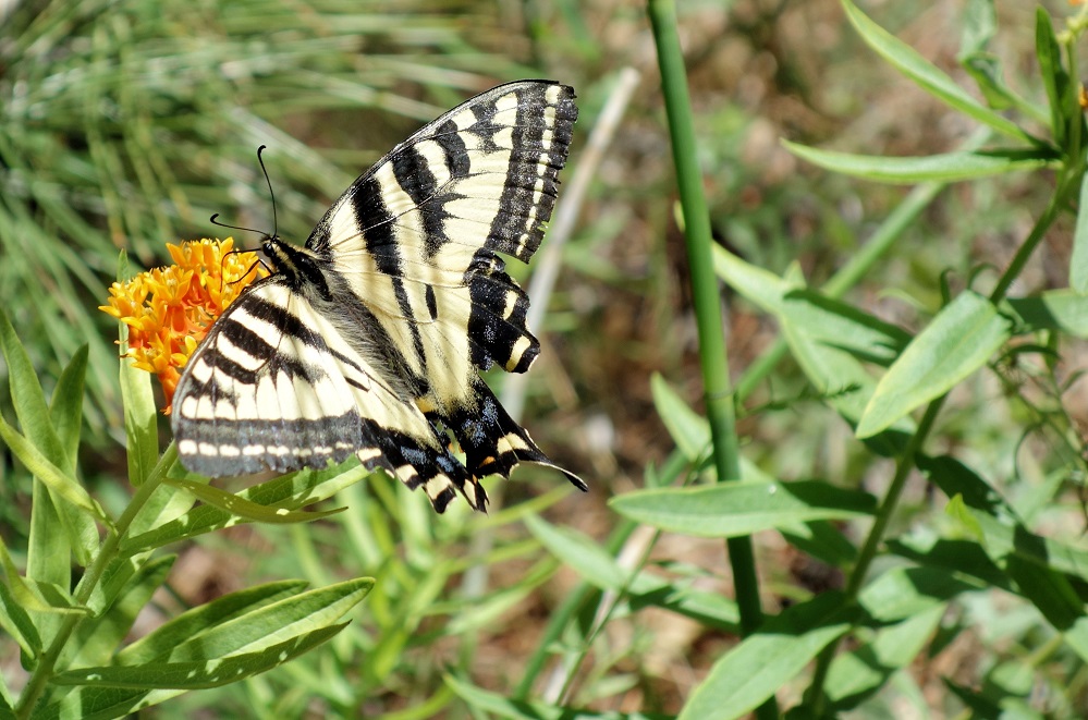 Zweischwaenziger Tigerschwalbenschwanz