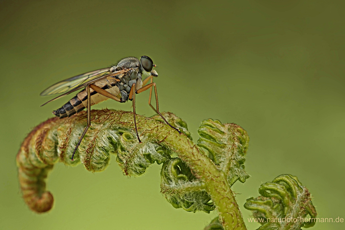 Gemeine Schnepfenfliege