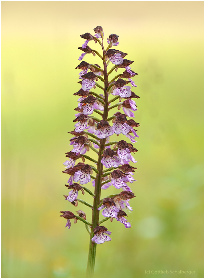 Orchis purpurea