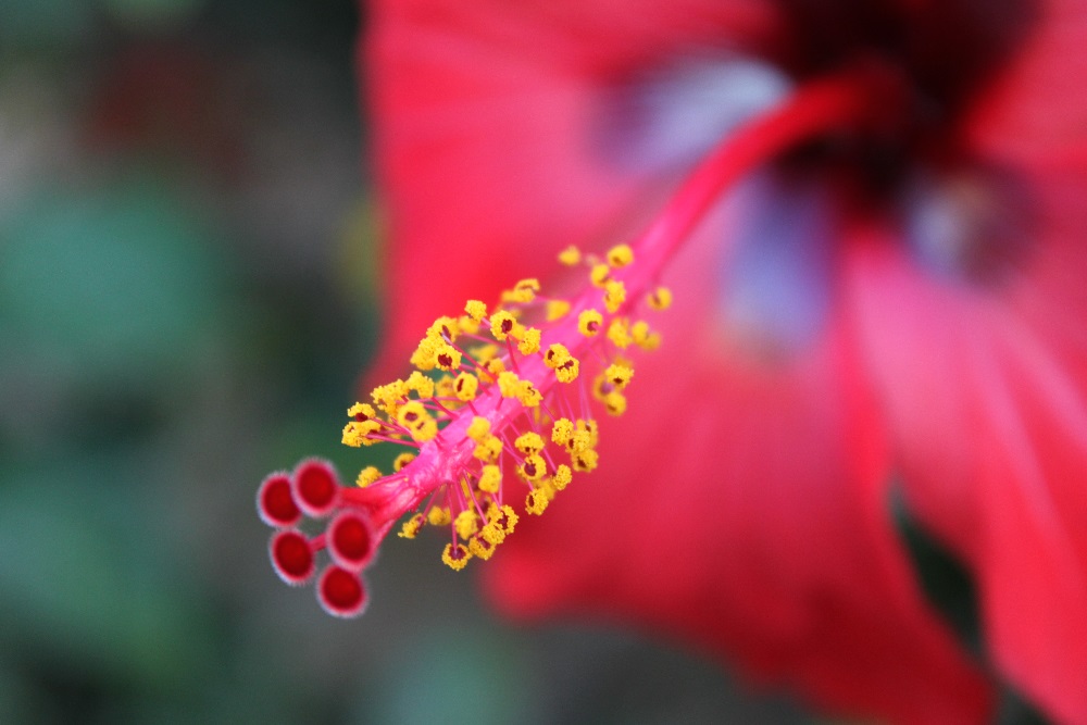 hibiskus