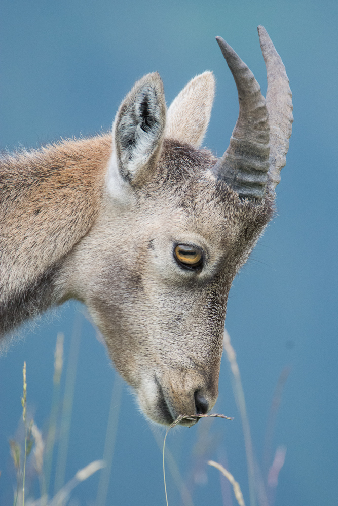 Steinbock