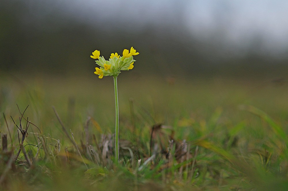 Wiesenschlüsselblume 17.12.15