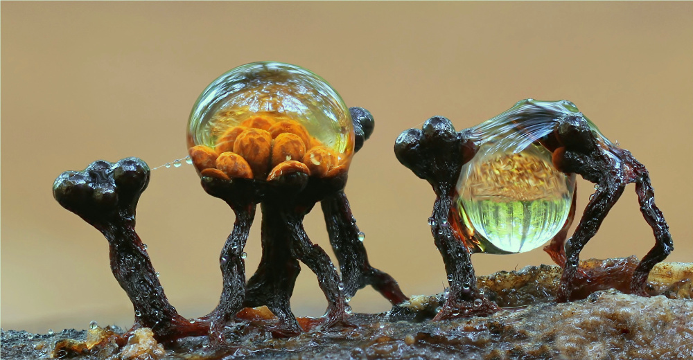 Metatrichia floriformis mit waldblick.......