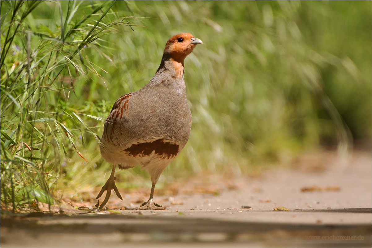 „Auf einem Feldweg“