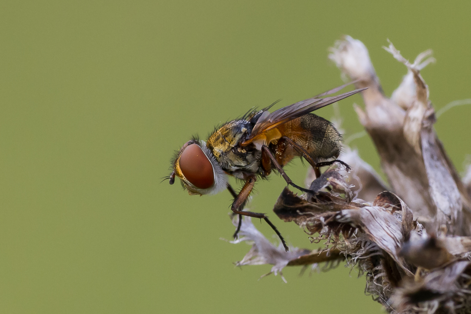 Schwebfliegenporträt