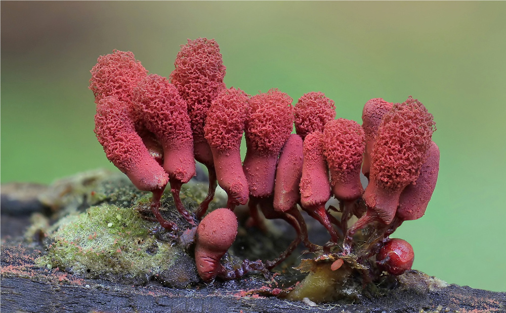 Arcyria denudata