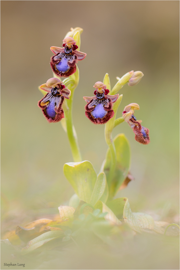 Ophrys speculum