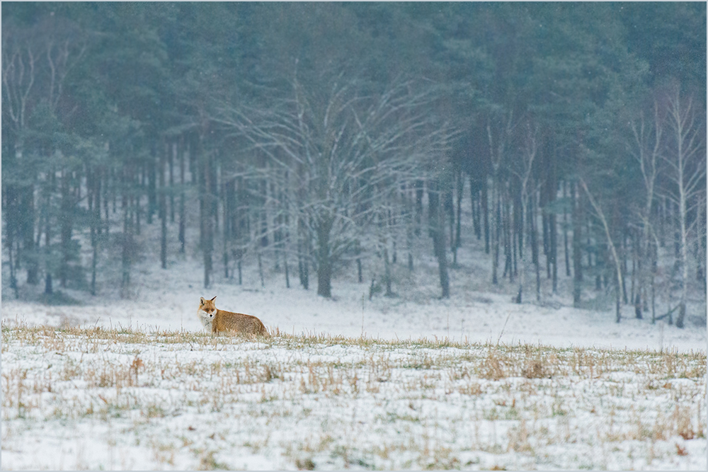 Rotfuchs im winterlichen Fläming