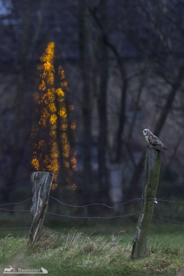 Einen schönen 4. Advent