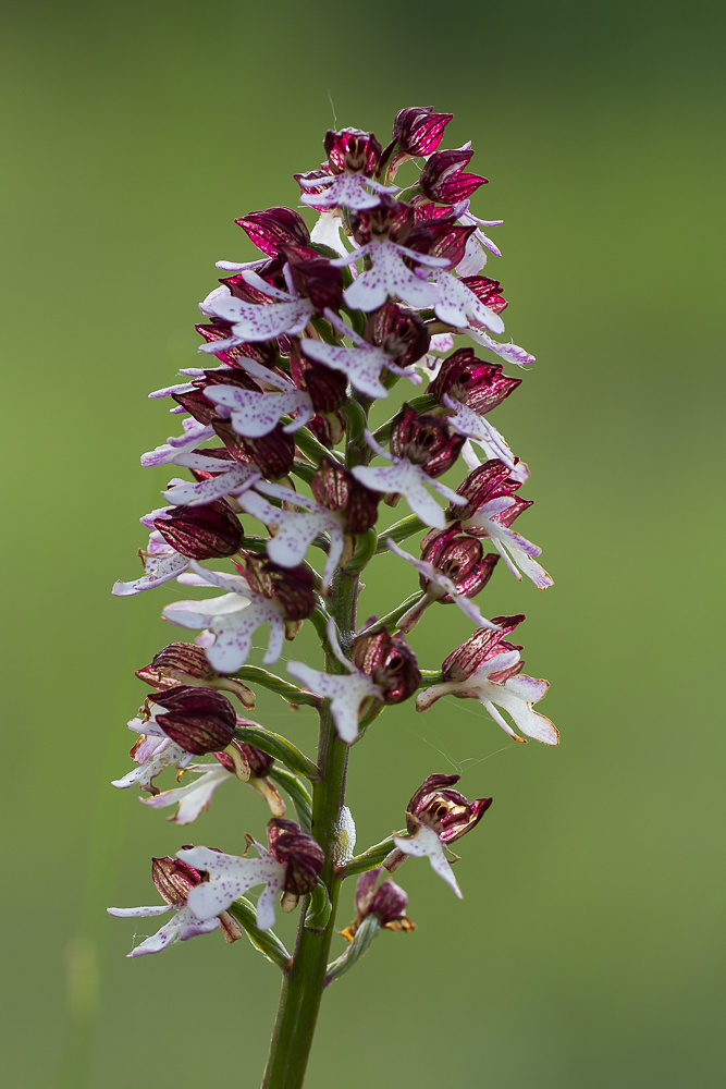 Purpurknabenkraut
