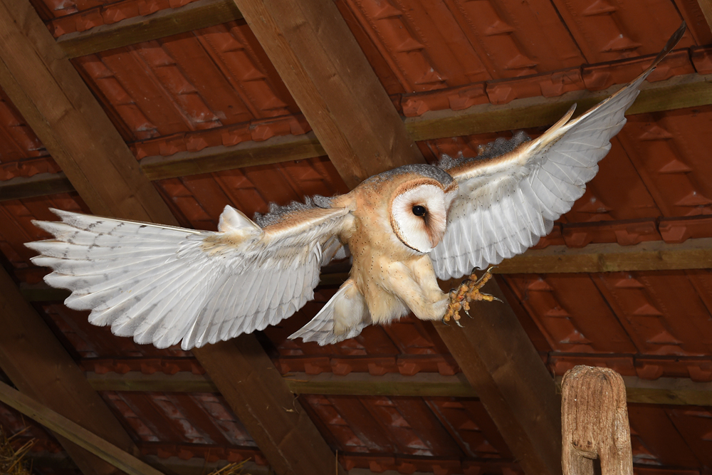 Schleiereule im Anflug