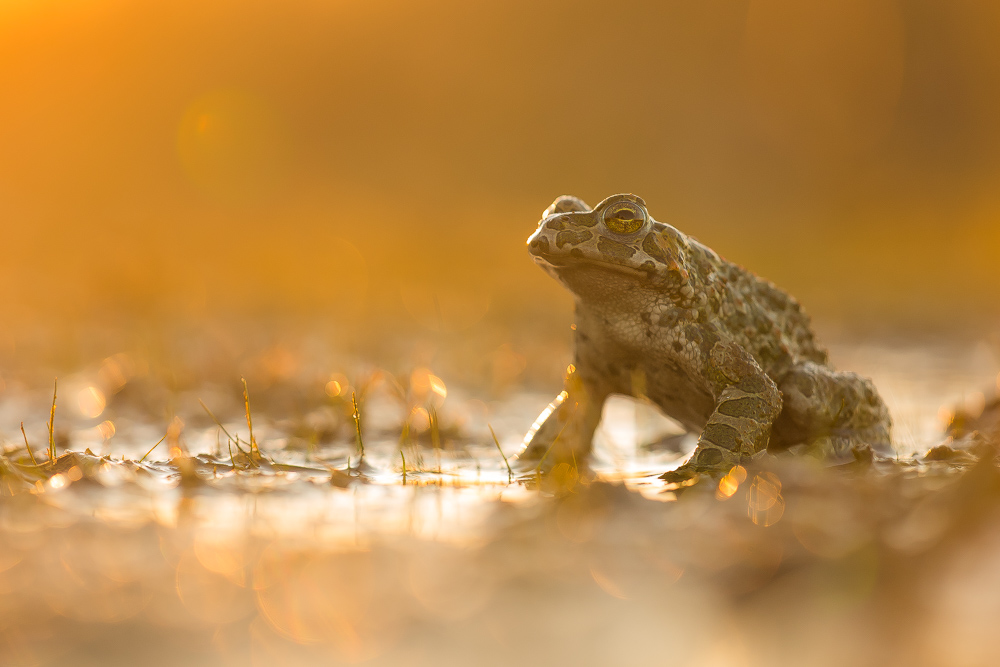 Bufo viridis