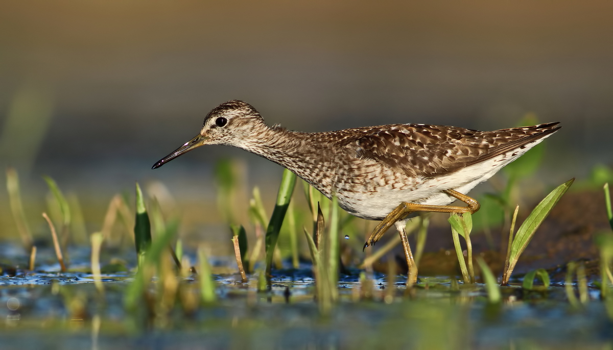 Der Bruchwasserläufer eines meiner liebsten Motive aus dem Jahr 2013