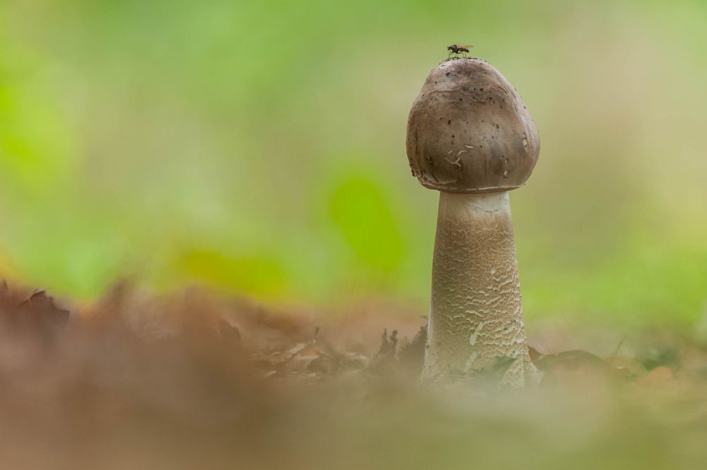 ~ Stinki ~ (Forum für Naturfotografen)