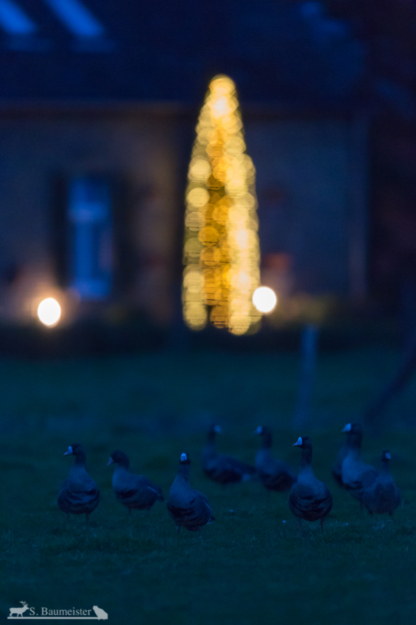 Weihnachtsgänse