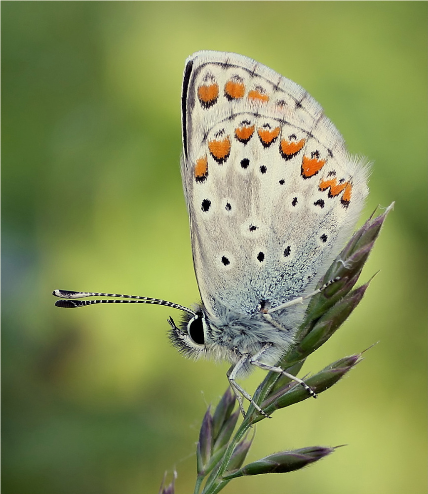 Kleiner Sonnenröschen-Bläuling (Aricia agestis)