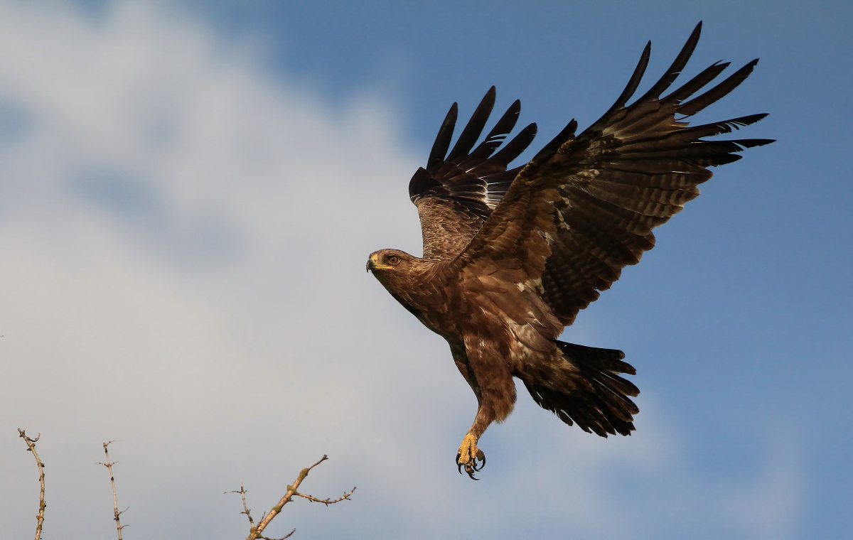 Mein ornithologisches Top-Ereignes des letzten Jahres - Der Schreiadler!