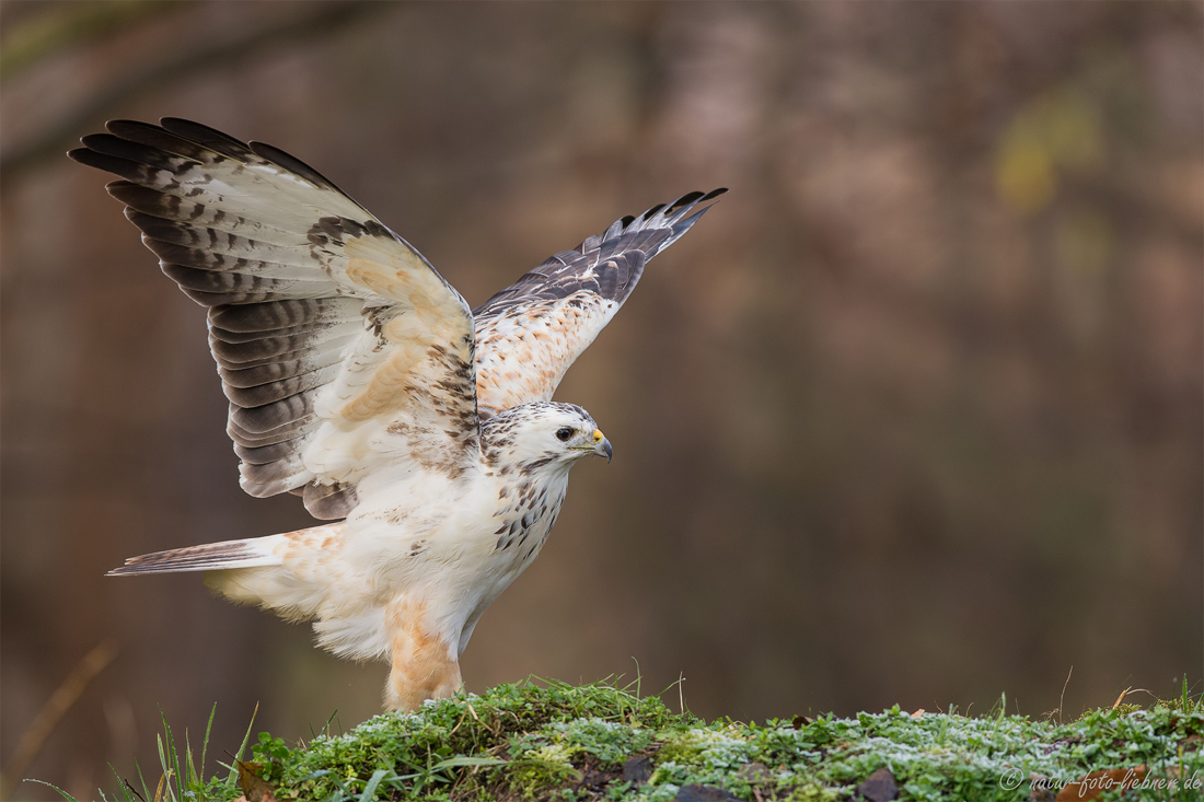 Buteo