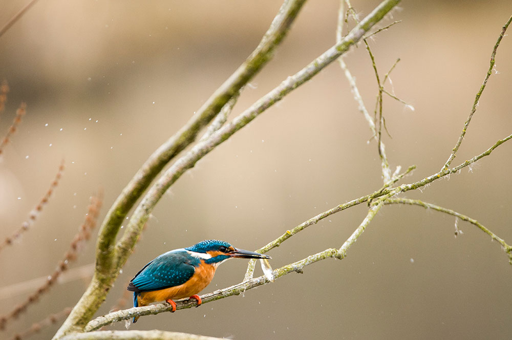 Eisvogel beim Frühstück