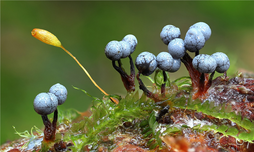 cribraria argillacea