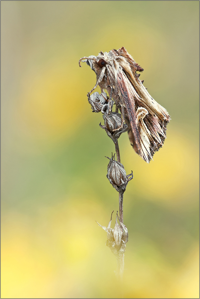 "Actinotia polyodon"