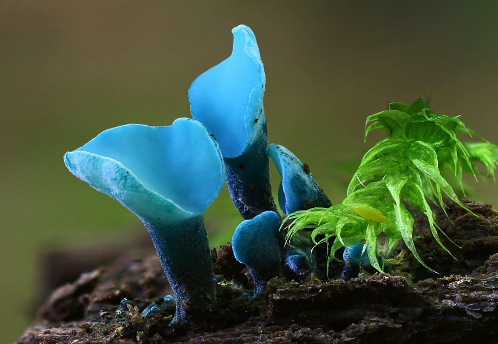 Grünspanbecherling (Chlorociboria aeruginascens)