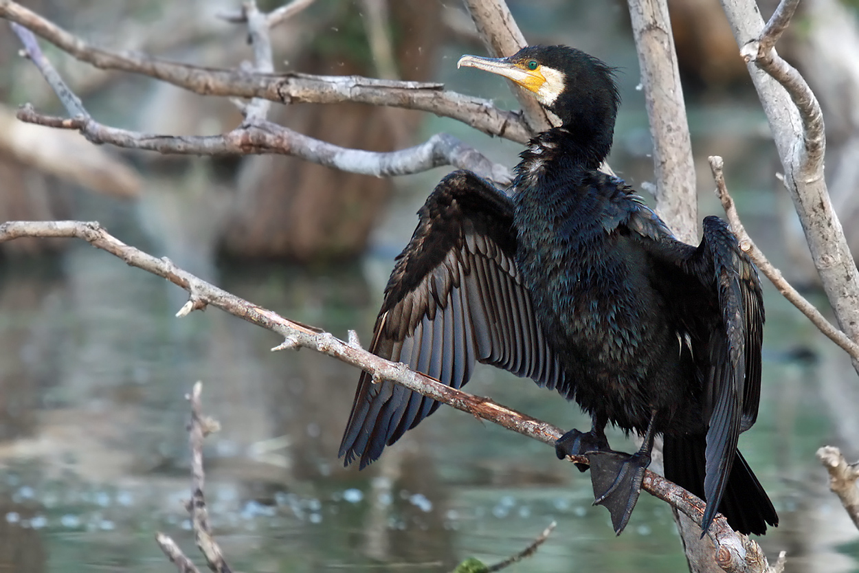 Des Fischers Feind - Kormoran -