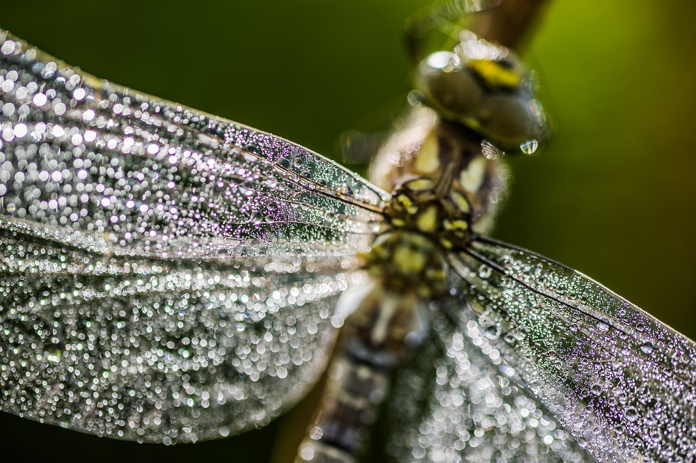 Aeshna cyanea