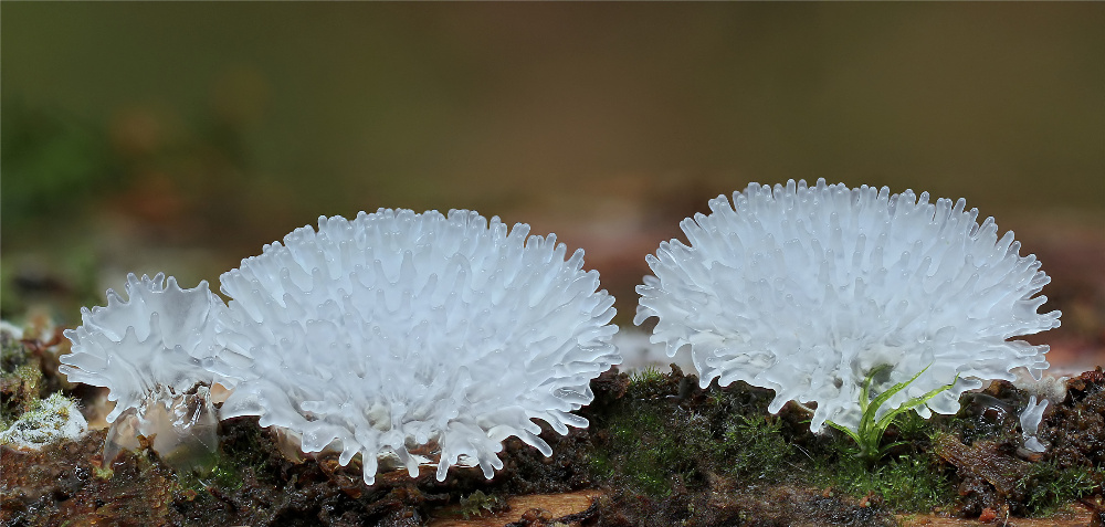 Ceratiomyxa fructiculosa