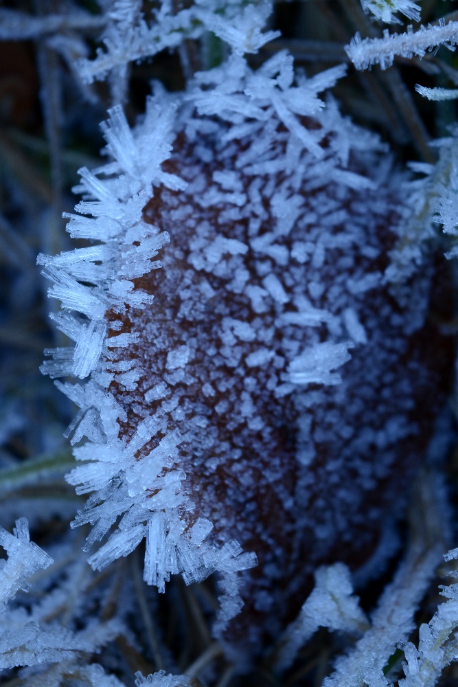 Frost und Eis