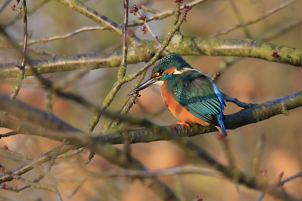 Eisvogel im späten Nachmittagslicht