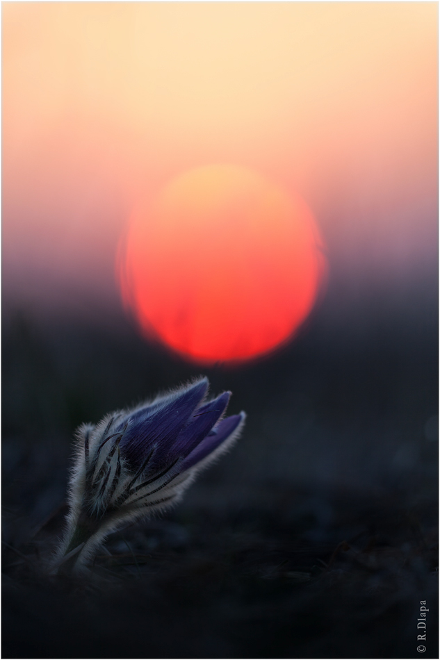 ~Sonnenanbeter~