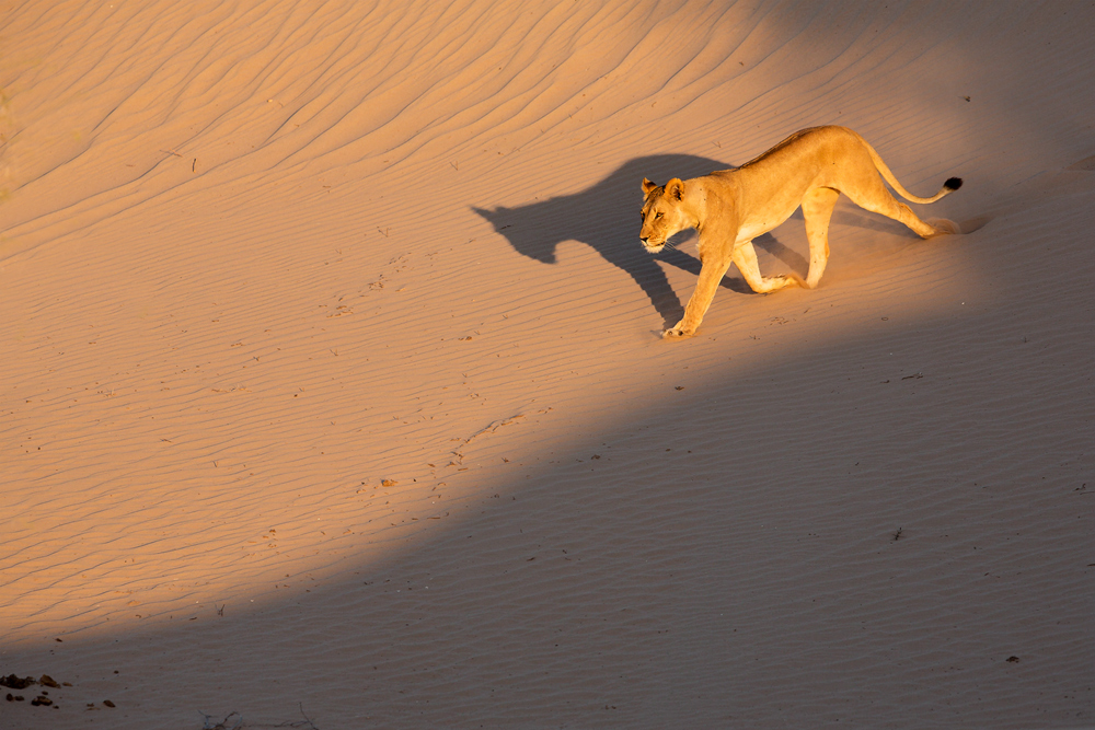 Der lange Schatten