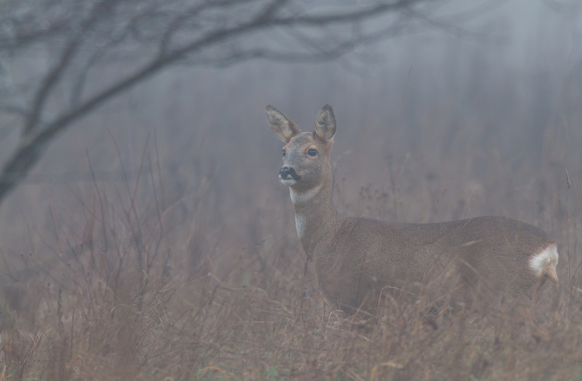 Im dichten Nebel