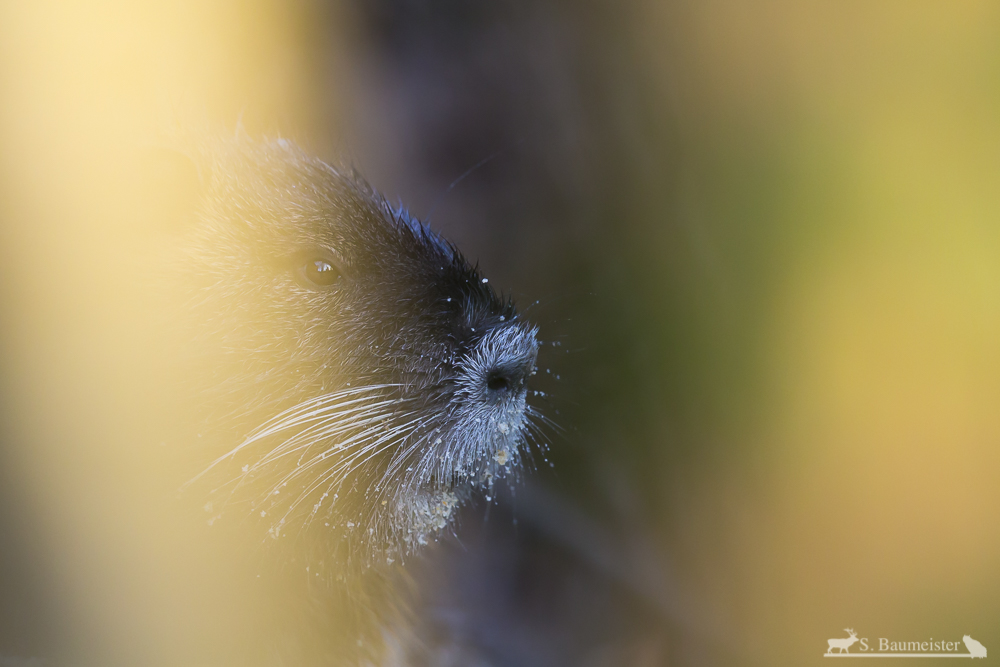Versteckspiel