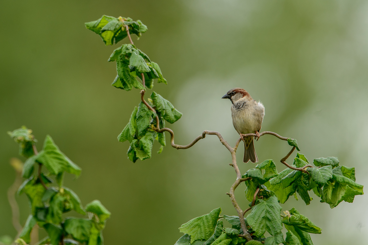 Nur ein Spatz