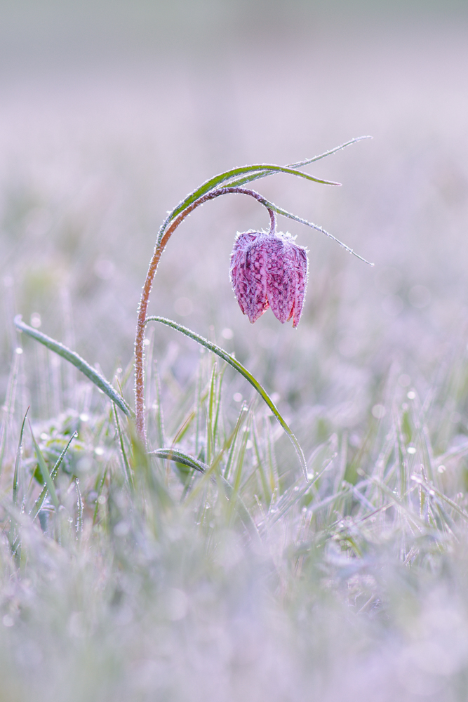 Frostige Schachblume