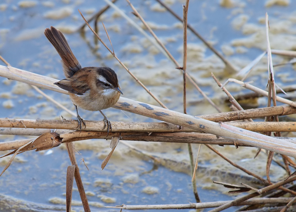 Mariskensänger (Acrocephalus melanopogon)