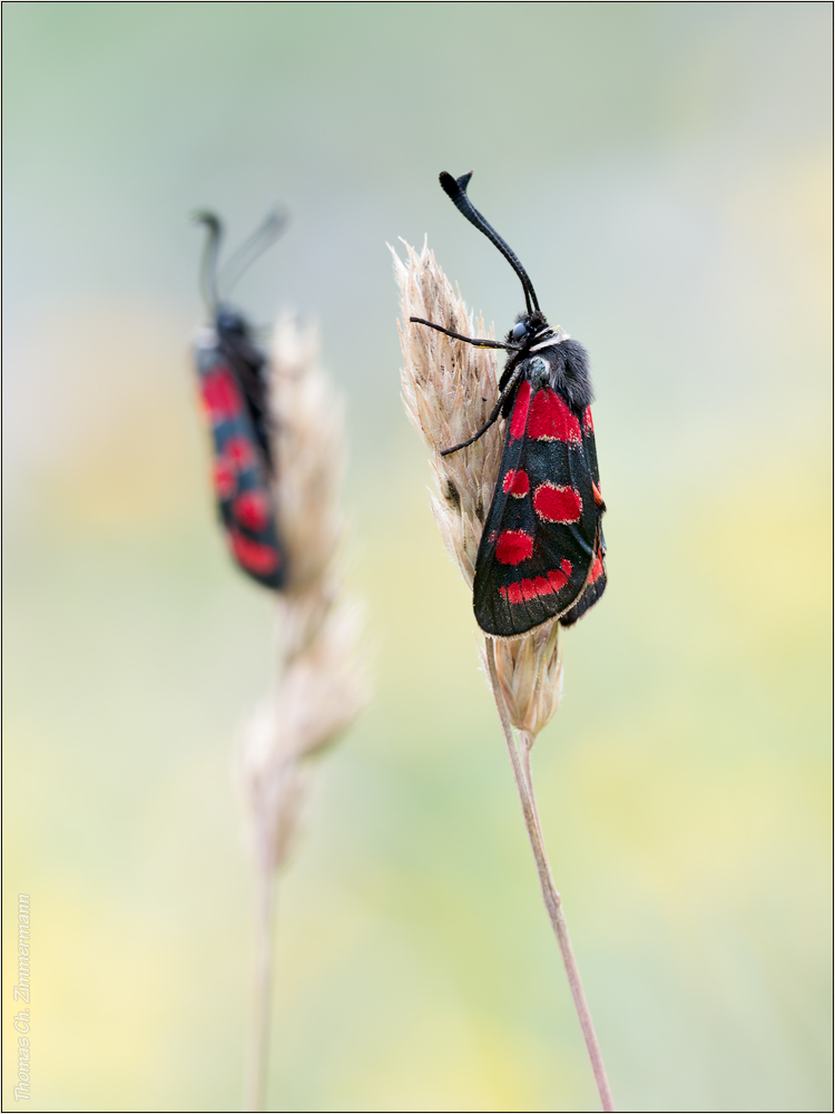 Esparsetten Widderchen