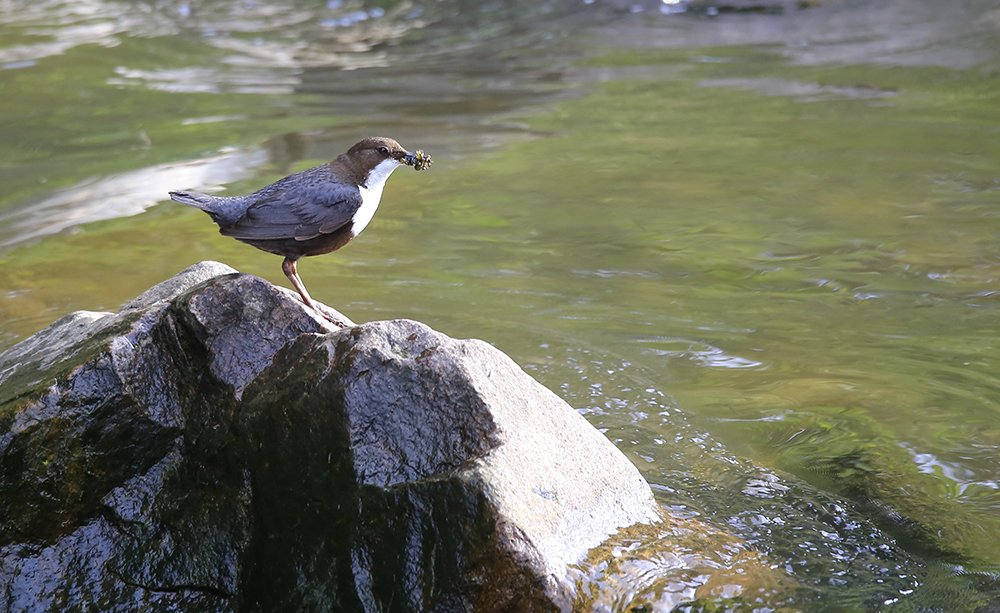 Wasseramsel