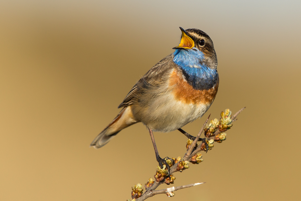 Blaukehlchen