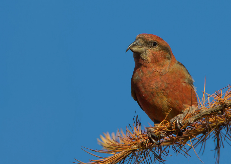 Fichtenkreuzschnabel (Loxia curvirostra), Männchen