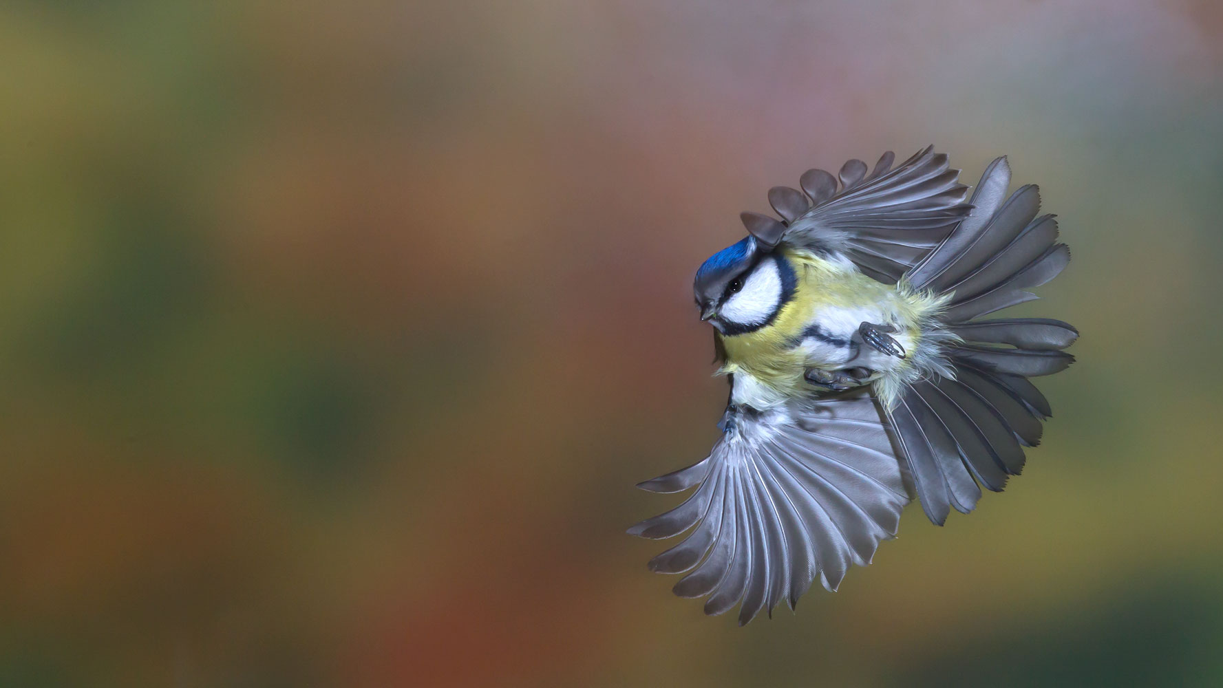 Blaumeise / Blue Tit