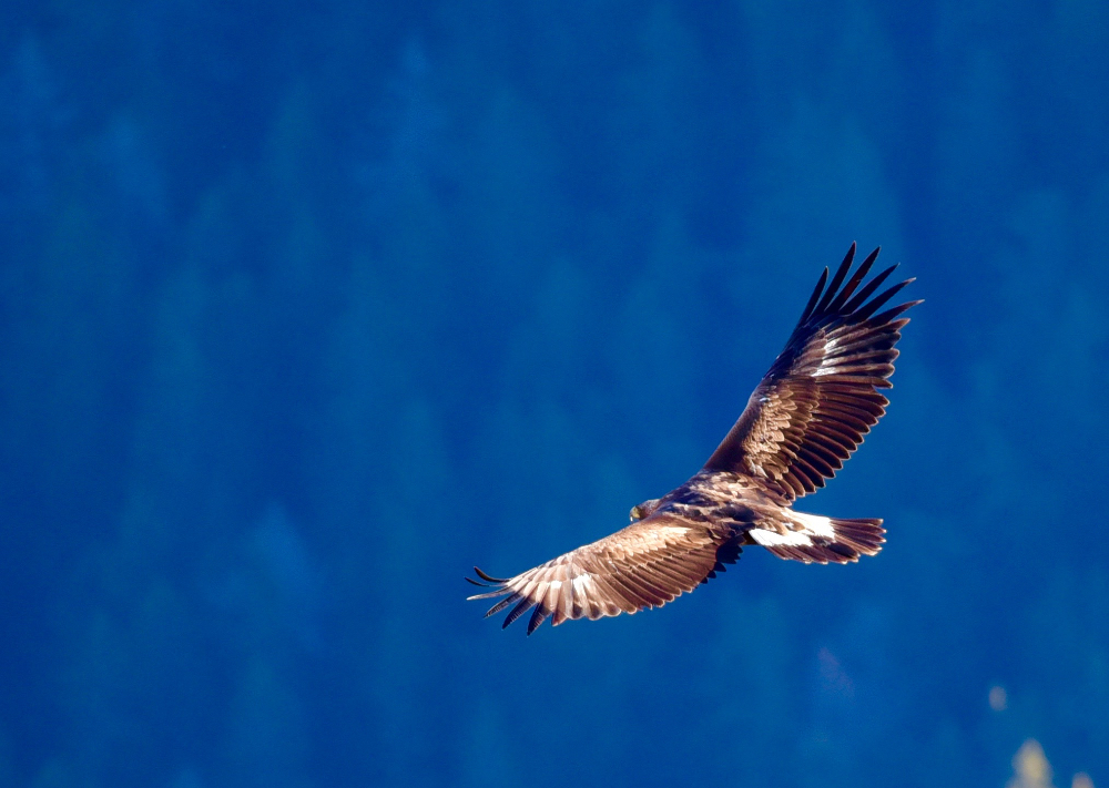 Steinadler Aquila chrysaetos immatur