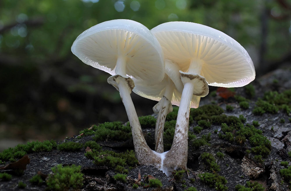 Buchenschleimrübling (Oudemansiella mucida)