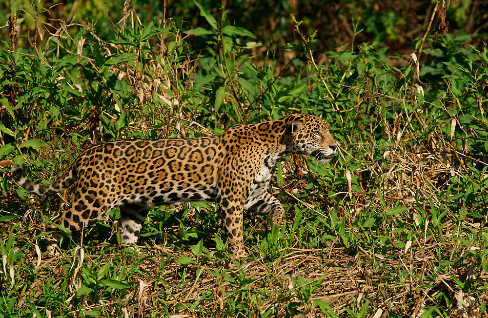 Jaguar