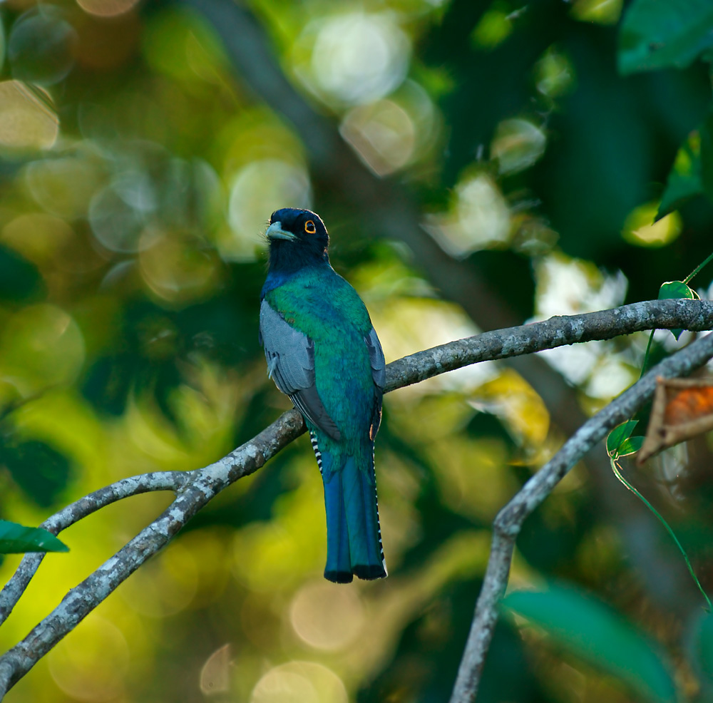 Trogon