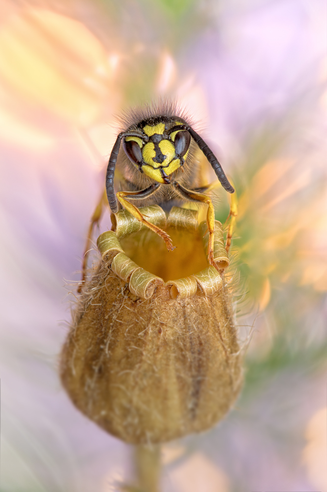 Vespula vulgaris / Gemeine Wespe