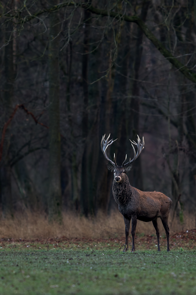 König des Waldes