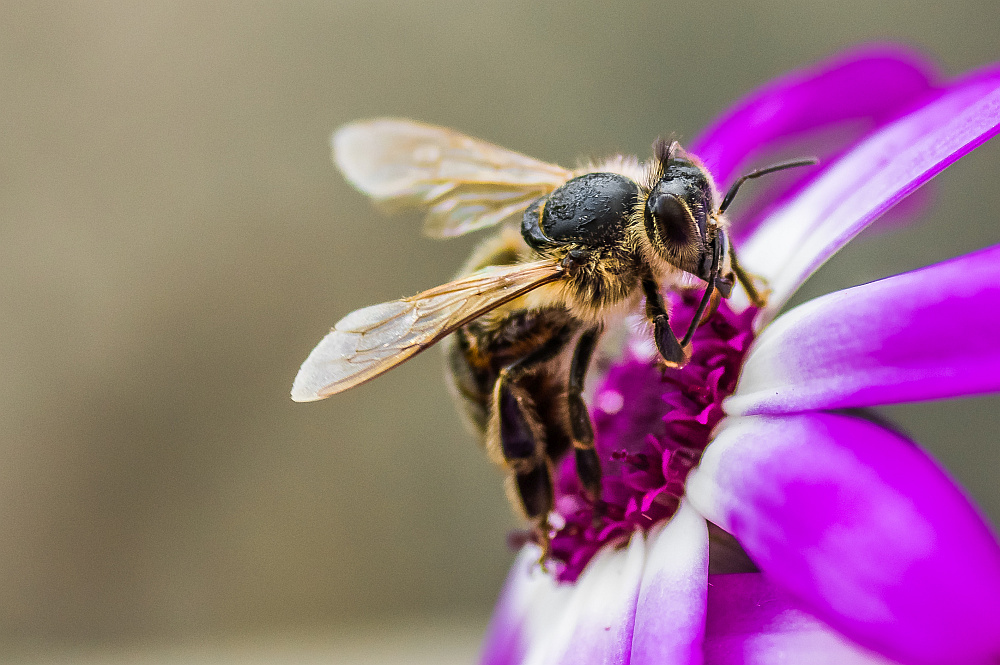 Hübsche Biene